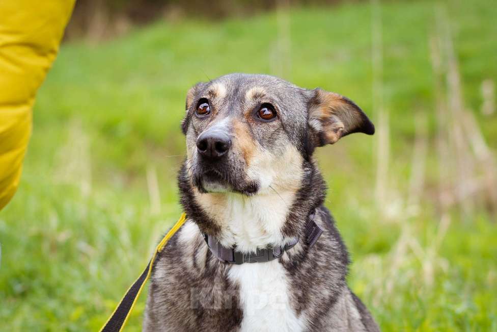 Собаки в Москве: Особенная девочка ищет дом Девочка, Бесплатно - фото 2