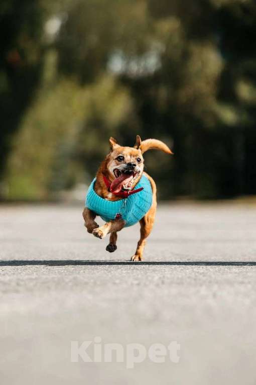 Собаки в Москве: собака Коко Шанель ищет дом Девочка, Бесплатно - фото 4