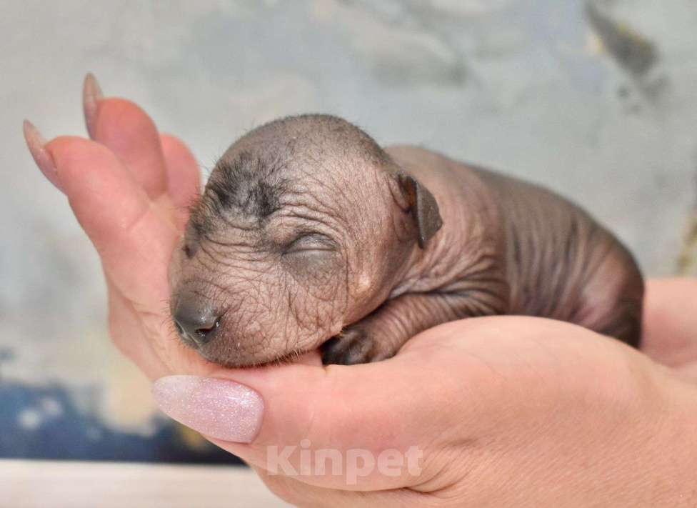 Собаки в Владимире: Щенки ксолоитцкуинтли мини, рождённые 04.06.2025 Мальчик, Бесплатно - фото 2