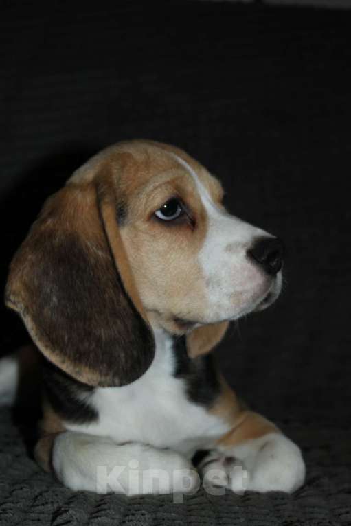 Собаки в Москве: Щенки Бигля  Мальчик, 70 000 руб. - фото 6