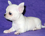 Собаки в Санкт-Петербурге: чихуахуа мальчик Мальчик, 55 000 руб. - фото 4