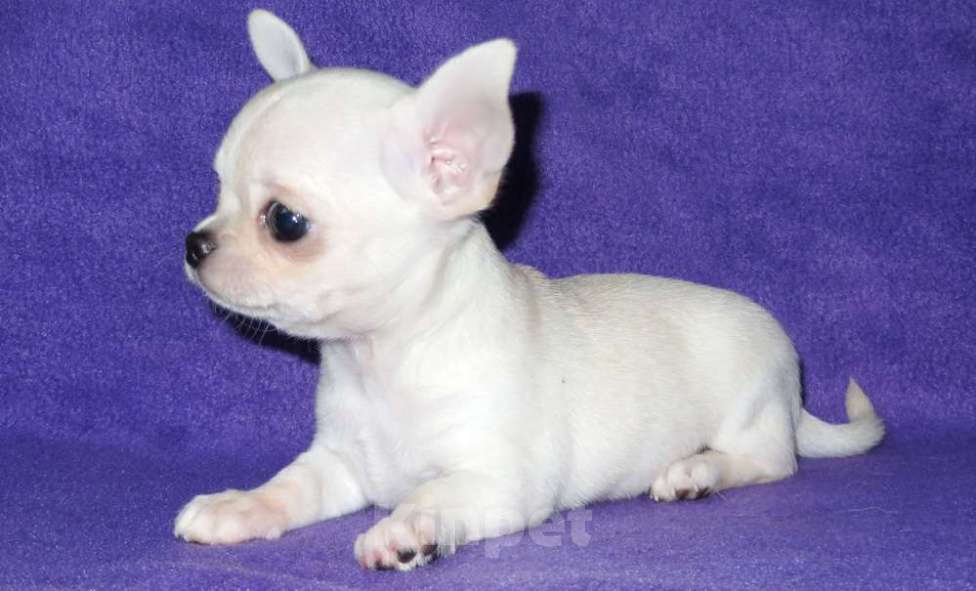 Собаки в Санкт-Петербурге: чихуахуа мальчик Мальчик, 55 000 руб. - фото 4