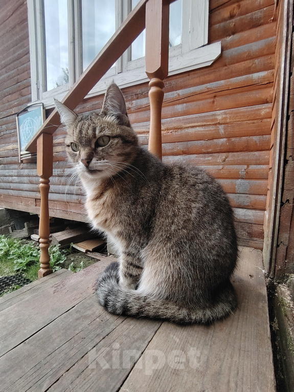 Кошки в Москве: Отдаю кошку в добрые руки Девочка, Бесплатно - фото 2