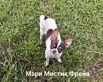 Собаки в Санкт-Петербурге: Окрас бело шоколадный триколор чихуахуа Девочка, 70 000 руб. - фото 2
