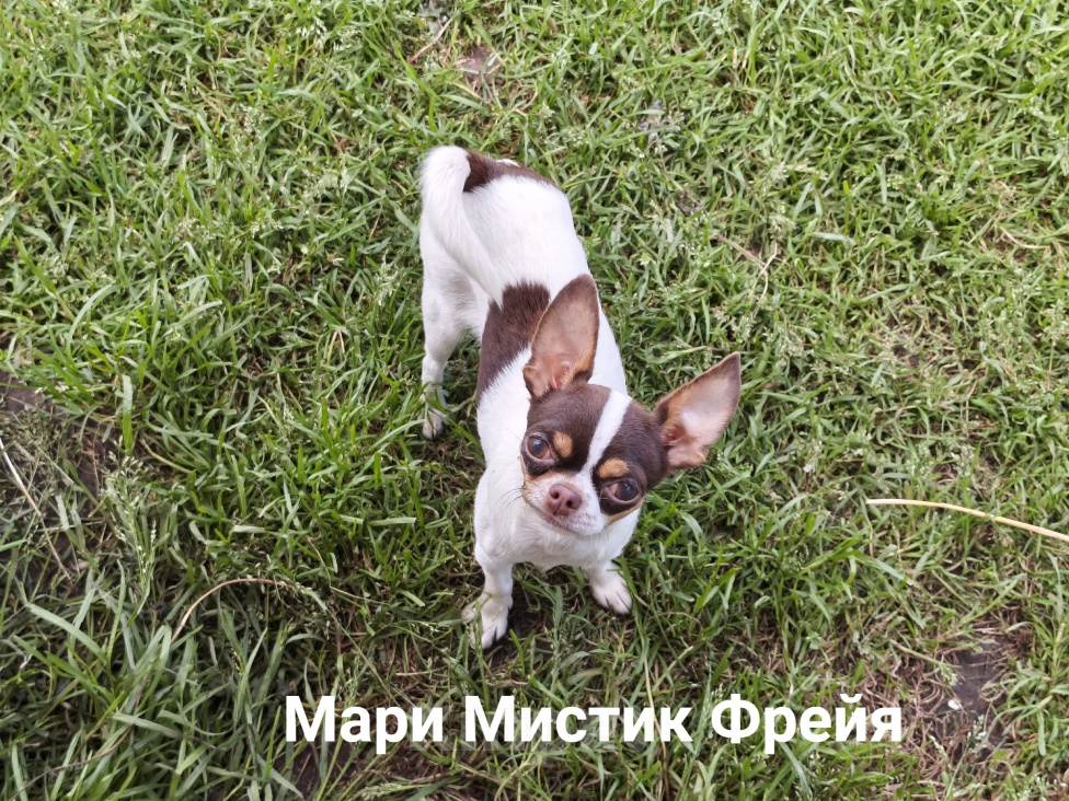 Собаки в Санкт-Петербурге: Окрас бело шоколадный триколор чихуахуа Девочка, 70 000 руб. - фото 2