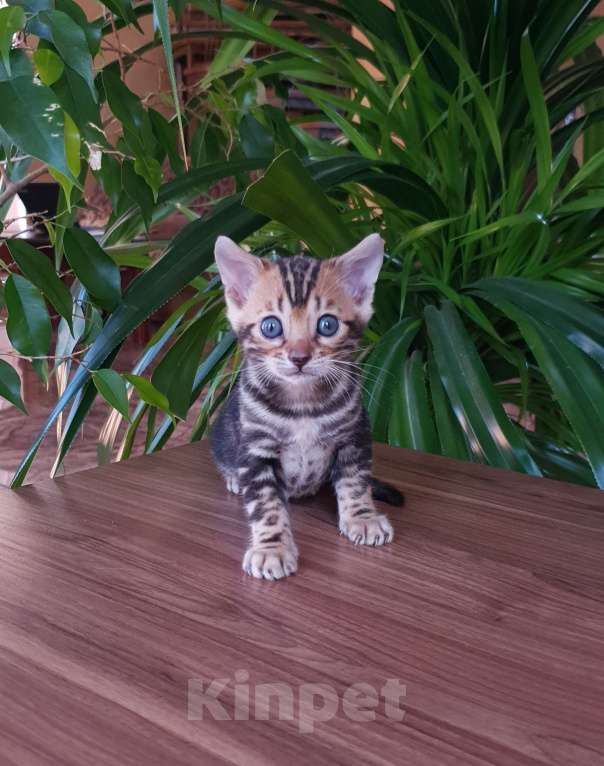 Кошки в Симферополе: Бенгальский мальчик  Мальчик, 25 000 руб. - фото 4