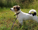 Собаки в Пскове: Вязка. Джек рассел терьер, 1 руб. - фото 1
