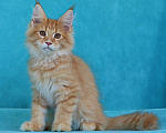Кошки в Мытищах: Котенок Мейн-кун Мальчик, 40 000 руб. - фото 7
