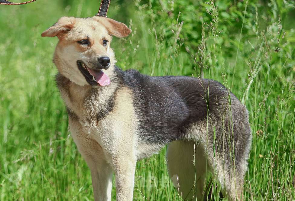 Собаки в Москве: Марти. Нежная скромница из приюта Девочка, Бесплатно - фото 5