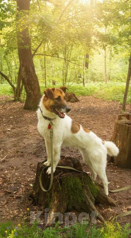 Собаки в Долгопрудном: Амурчик ищет добрый Дом и любящих хозяев Мальчик, Бесплатно - фото 5