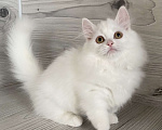 Кошки в Кировске (Мурманская область): Latifa  Девочка, Бесплатно - фото 2