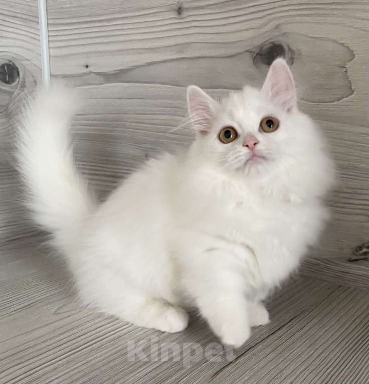 Кошки в Кировске (Мурманская область): Latifa  Девочка, Бесплатно - фото 2