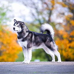 Аляскинский маламут
