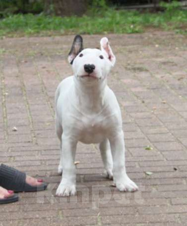 Собаки в Москве: Высокопородные щенки бультерьера Девочка, 120 000 руб. - фото 4