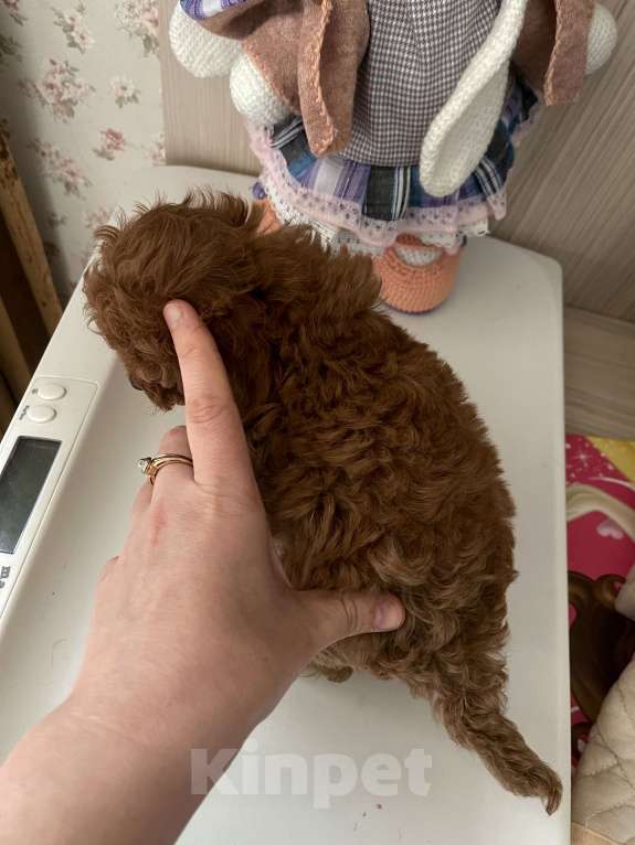 Собаки в Ижевске: Той пудель Тедди  Мальчик, 95 000 руб. - фото 4