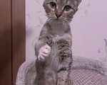 Кошки в Люберцах: Умная, ласковая, полосатая кошечка  Девочка, Бесплатно - фото 3