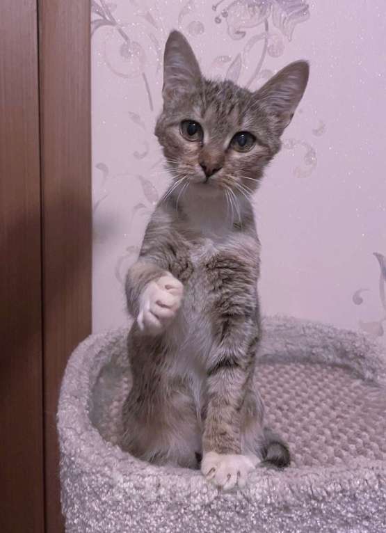 Кошки в Люберцах: Умная, ласковая, полосатая кошечка  Девочка, Бесплатно - фото 3