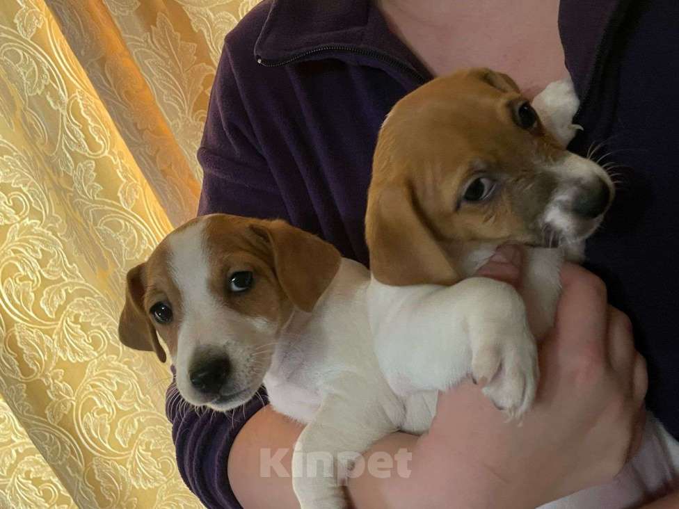 Собаки в Твери: Щенки Мальчик, 20 000 руб. - фото 3