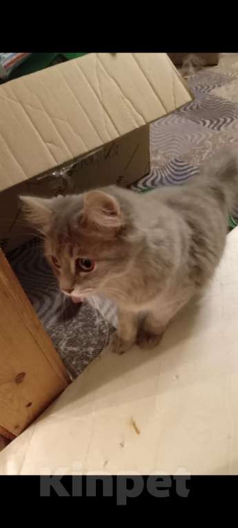 Кошки в Лесосибирске: Отдам в добрые и надёжные ручки Девочка, Бесплатно - фото 2