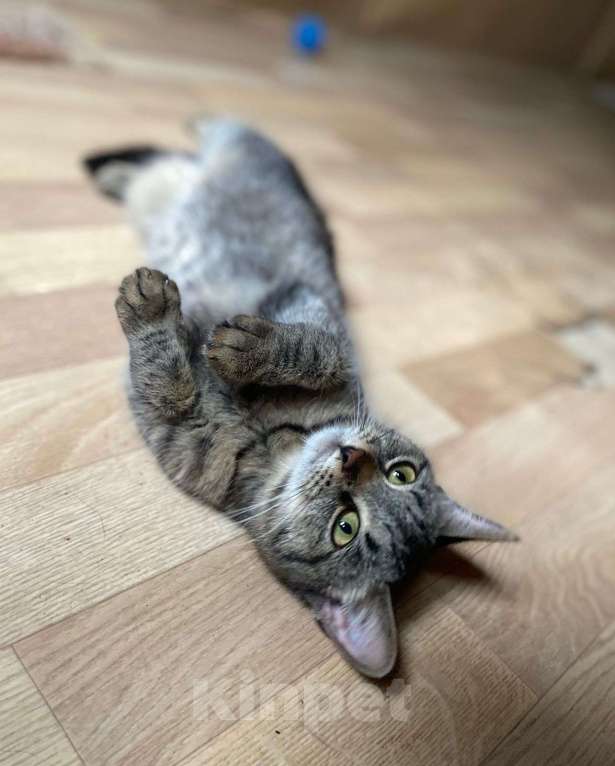 Кошки в Москве: Добрейшей души котейка Душенька Девочка, Бесплатно - фото 3