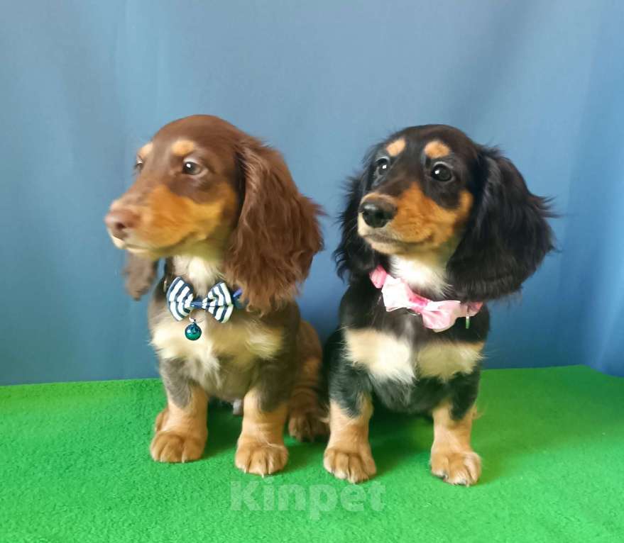 Собаки в Санкт-Петербурге: щенок длинношерстной мини таксы Мальчик, Бесплатно - фото 5