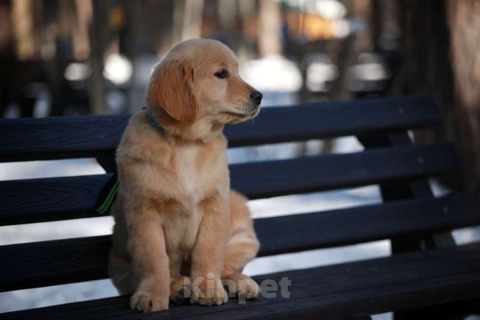 Собаки в Москве: Золотистый ретривер  Девочка, 80 000 руб. - фото 4