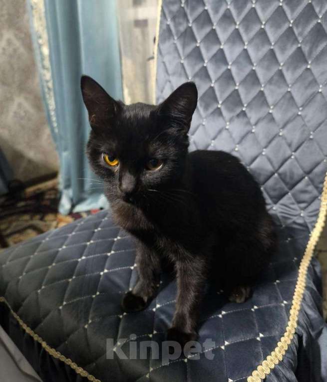 Кошки в Москве: Черный котенок девочка в добрые руки Девочка, Бесплатно - фото 4