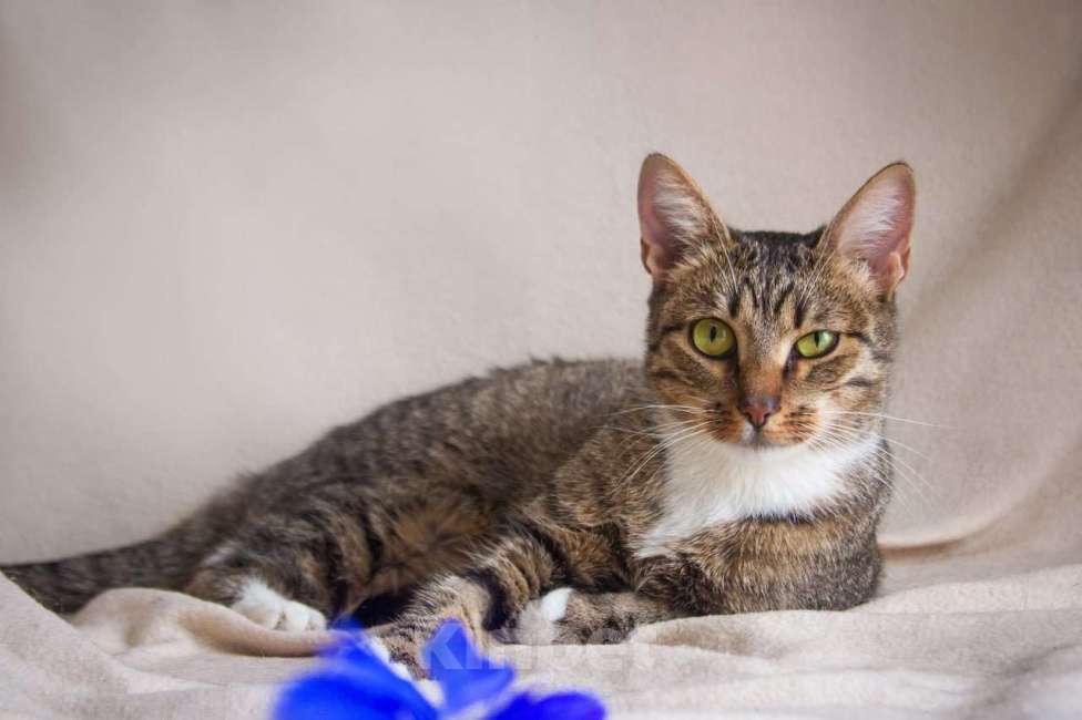 Кошки в Москве: Мадемуазель Матильда ищет дом Девочка, 1 руб. - фото 2