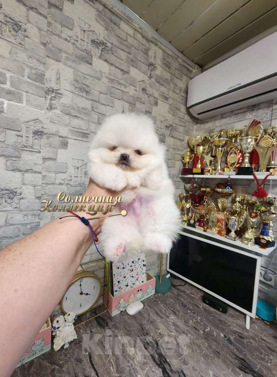 Собаки в Москве: Супер курносый супер меховой померанский шпиц Мальчик, Бесплатно - фото 2