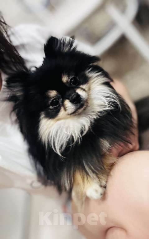 Собаки в Дзержинске: Померанский шпиц девочка Девочка, 27 000 руб. - фото 1