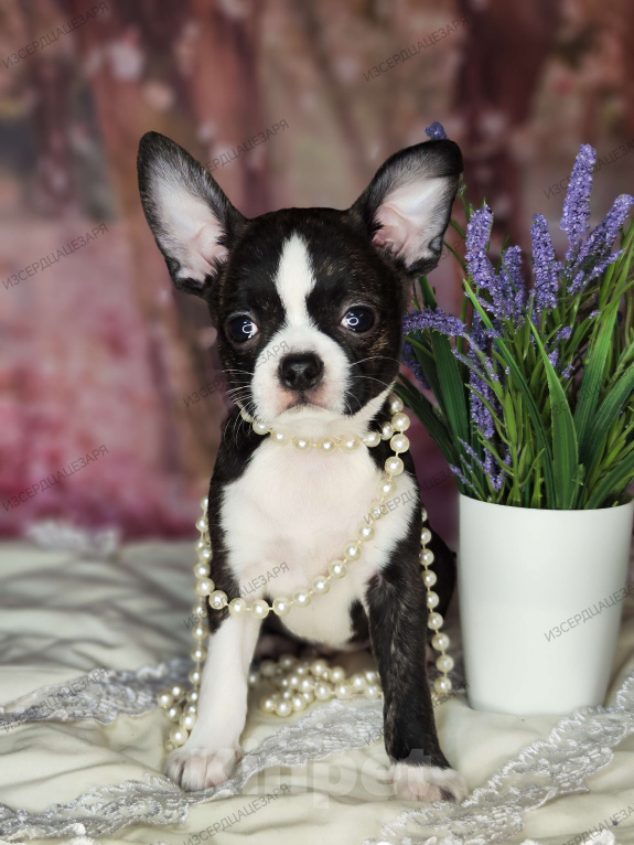 Собаки в Москве: Чихуахуа Кобби девочка Девочка, 25 000 руб. - фото 3