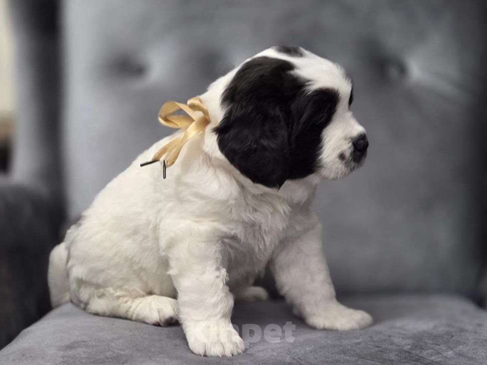 Собаки в других городах Московской области: Ландсир Девочка, 150 000 руб. - фото 1