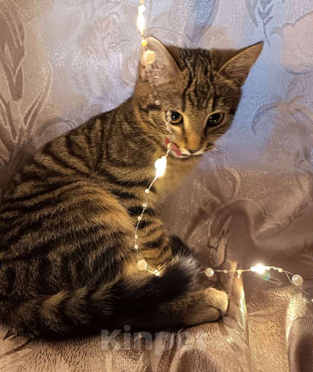 Кошки в Ивантеевке: Пушистик Мальчик, Бесплатно - фото 1