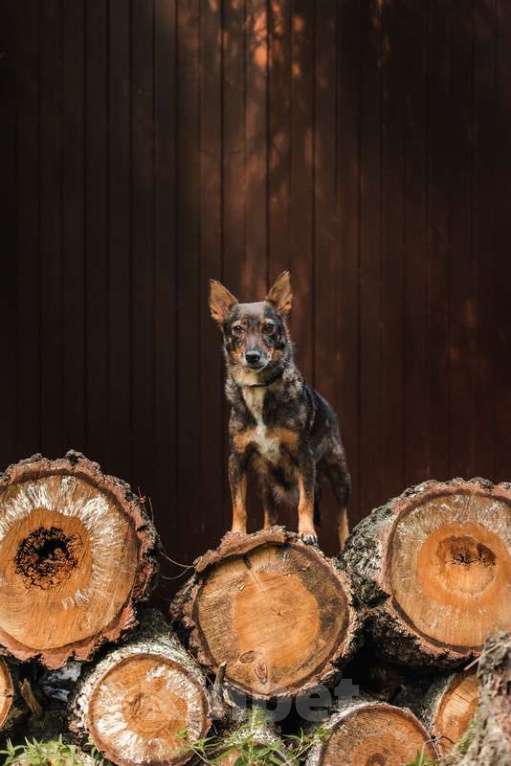Собаки в Москве: Маленький коротколапик Амели в добрые руки Девочка, Бесплатно - фото 2