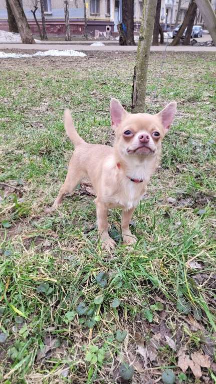 Собаки в Москве: Девочка Чихуахуа лиловая Девочка, Бесплатно - фото 3