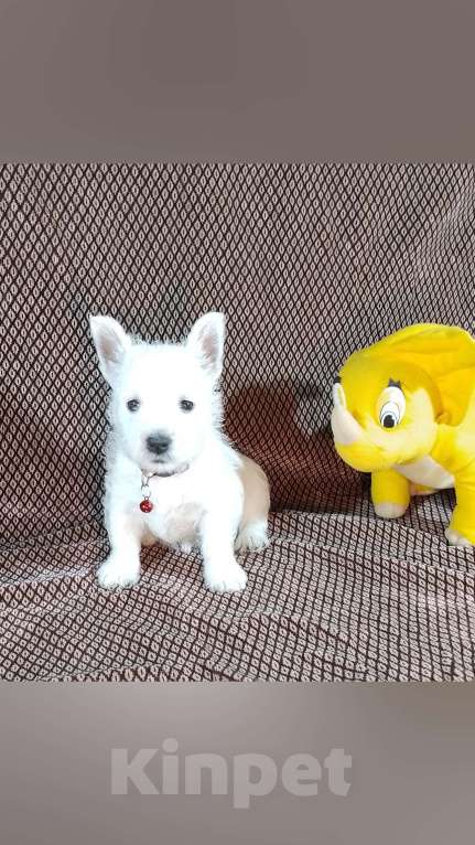 Собаки в Казани: Вест хайленд вайт терьер Девочка, 65 000 руб. - фото 4