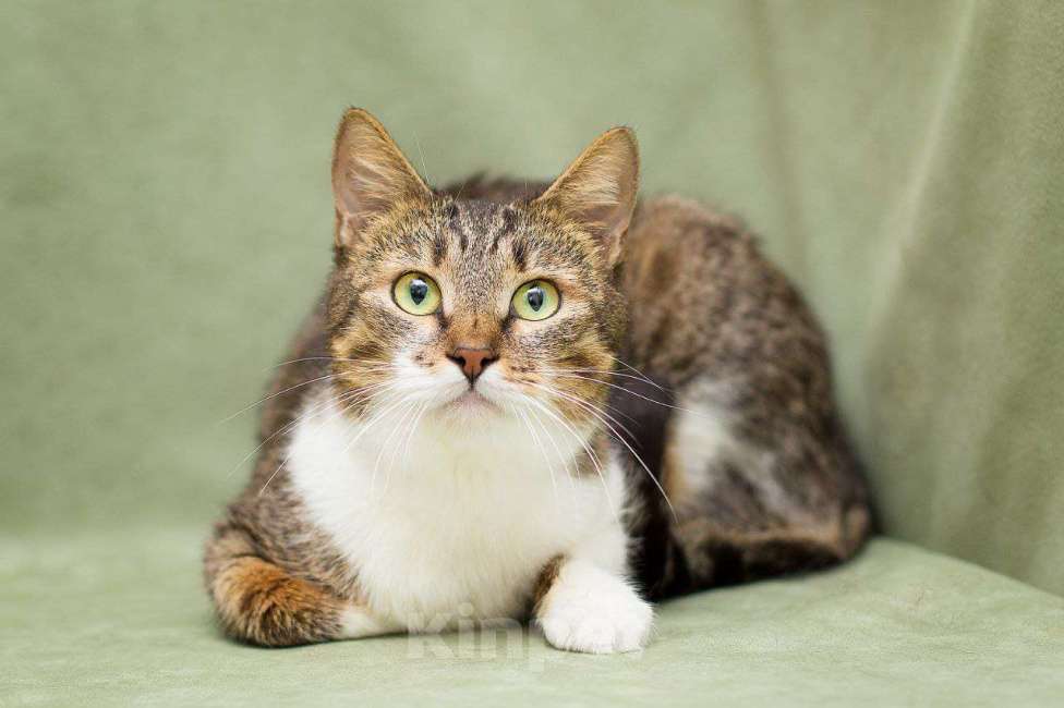 Кошки в Москве: Чудо-лето Виолетта Девочка, Бесплатно - фото 4