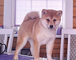 Собаки в Москве: Сиба ину. Красотка. Девочка, 70 000 руб. - фото 3