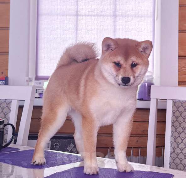Собаки в Москве: Сиба ину. Красотка. Девочка, 70 000 руб. - фото 3