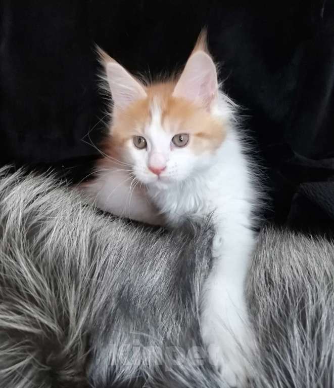 Кошки в Перми: Котенок Мейн-Кун Мальчик, 20 000 руб. - фото 4