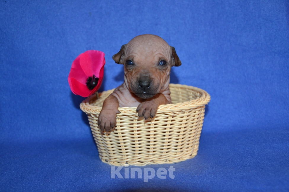 Собаки в Москве: Щенки американского голого терьера  Девочка, 45 000 руб. - фото 2