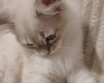Кошки в Москве: Котенок от любимой кошки Мальчик, Бесплатно - фото 3