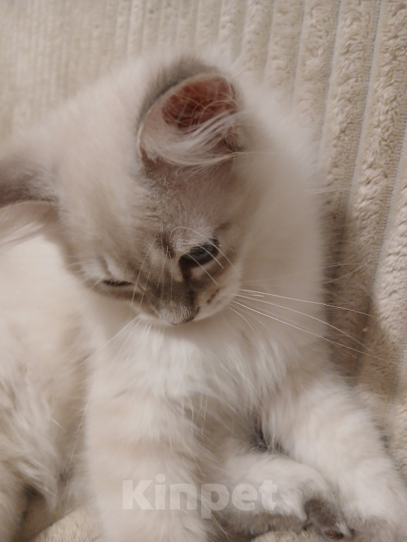 Кошки в Москве: Котенок от любимой кошки Мальчик, Бесплатно - фото 3