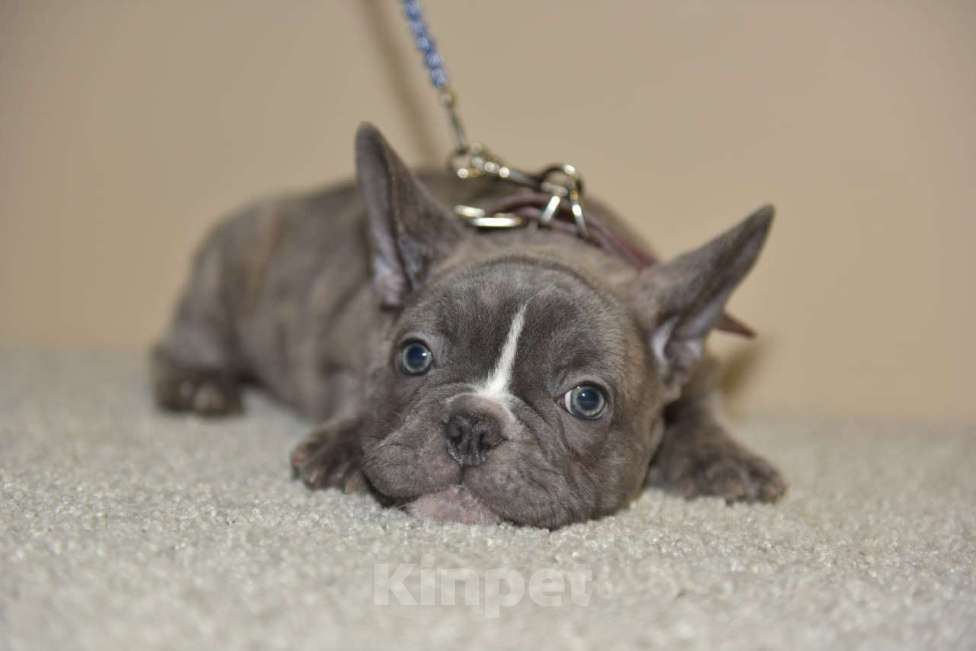 Собаки в Москве: Мальчик голуботигровый Мальчик, 60 000 руб. - фото 4