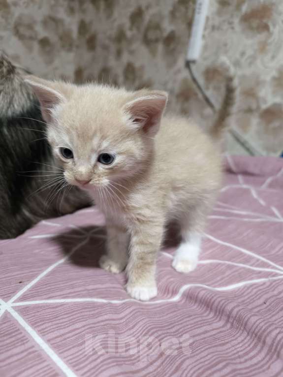 Кошки в Люберцах: Гипоаллергенный котик Мальчик, 5 000 руб. - фото 5