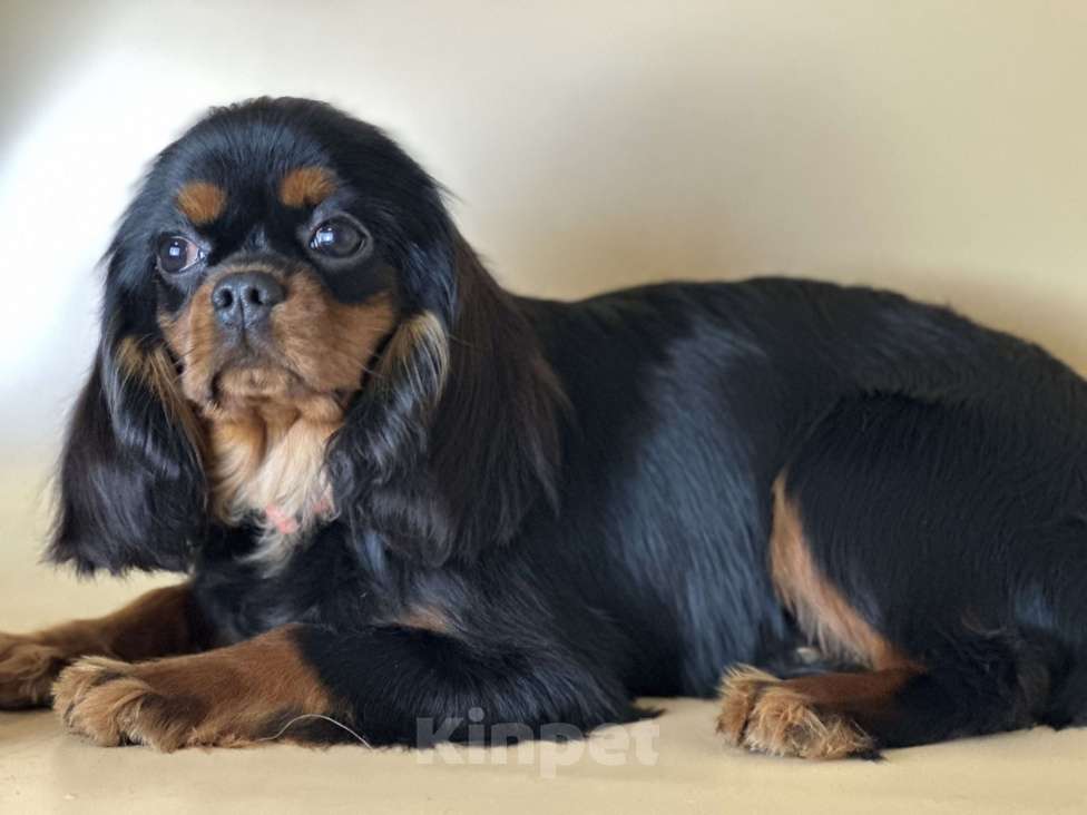 Собаки в Тамбове: Подрощенная девочка кавалер Девочка, 70 000 руб. - фото 1