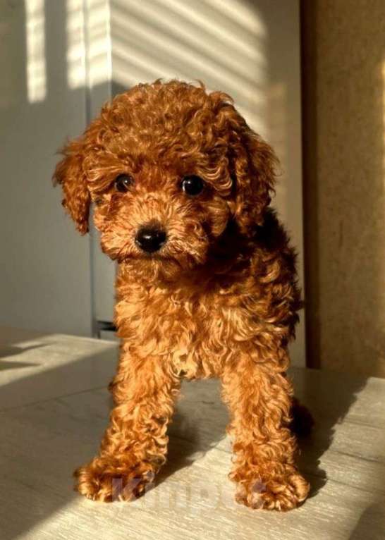 Собаки в Москве: Кавапу девчушка Девочка, Бесплатно - фото 2