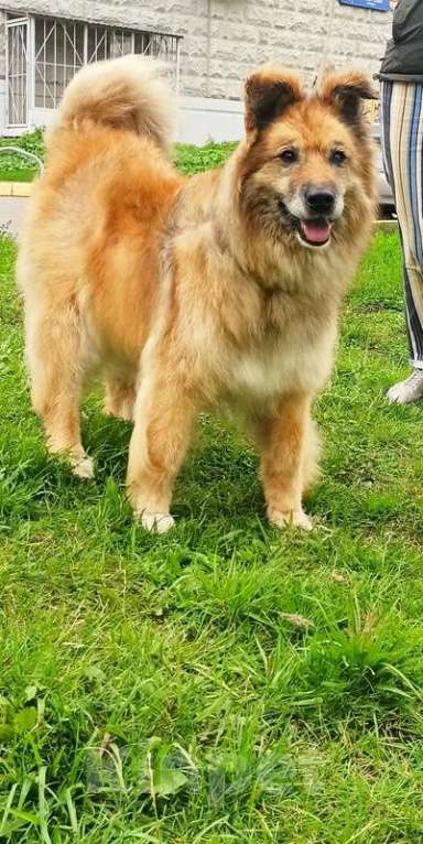 Собаки в Москве: Золотой пёс Витя в Приюте Мальчик, 1 руб. - фото 4