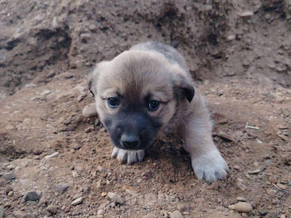 Собаки в других городах Башкортостана: Собака Девочка, Бесплатно - фото 2