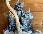Кошки в Санкт-Петербурге: Котята мейн кун из питомника Девочка, 20 000 руб. - фото 3